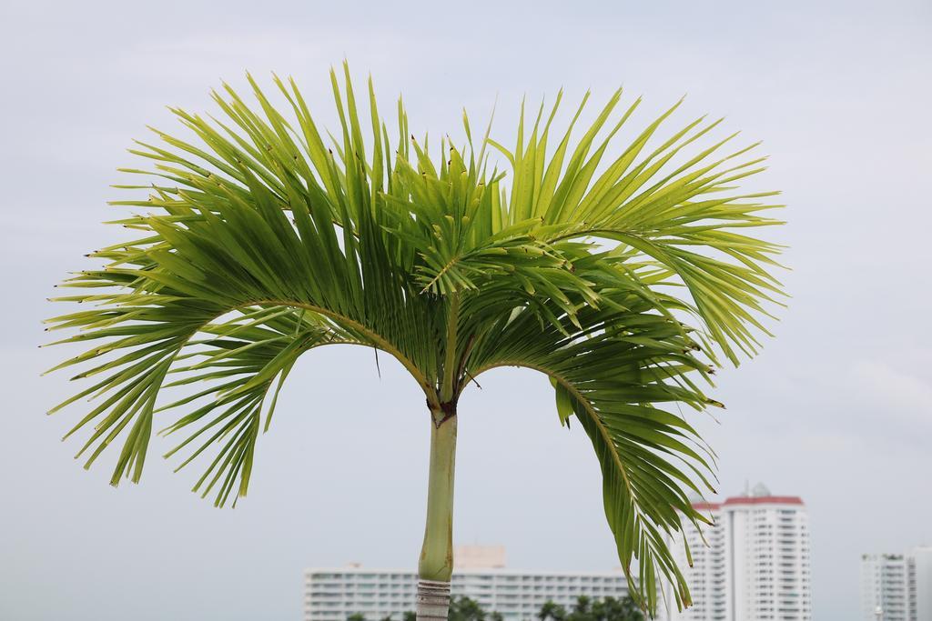 Sp Art Collection Condon Pattaya Exteriör bild